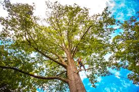 Trusted Martinsburg, PA  Tree Services Experts